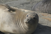 Elephant Seal on beach