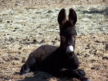 black burro lays on ground with perked up ears