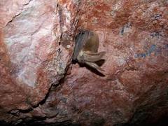 Spotted bat with long ears hangs from cave wall