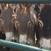 Three Burros wait to be adopted