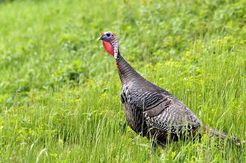 A wild turkey investigates a sound at Great Bay National Wildlife Refuge in New Hampshire. Photo by Matt Poole, USFWS.