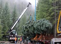 2018 Capitol Christmas Tree from the Willamette National Forest. Photo by USFS.