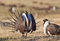 Sage-grouse on public lands. Photo by Bob Wick, BLM.