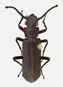Ozaena lemoulti beetle. Photo by Wendy Moore via Science Friday. 