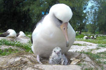 Wisdom’s mate Akeakamai stands over their newly hatched chick.  Photo by Bob Peyton, USFWS.