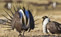 Sage-grouse on public lands. Photo by Bob Wick, BLM.