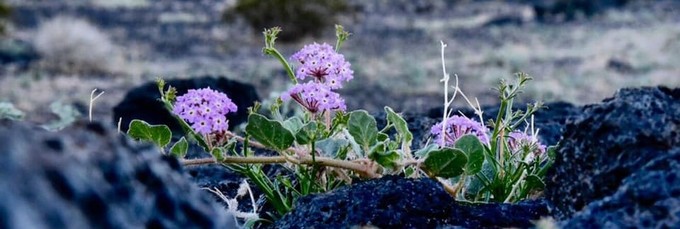 Spring wildflowers at Mojave Trails National Monument. Photo by Kyle Sullivan, BLM.