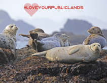 loveyourpubliclands 2019 seals on the coast. Photo by Bob Wick, BLM.