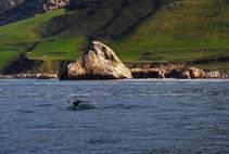 PG&E meteorologist John Lindsey captured this photo of a gray whale near the Diablo Canyon power plant on Tuesday, March 19, 2019.