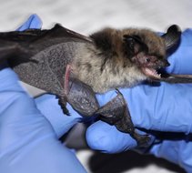 Bat being studied. Photo by USDA.