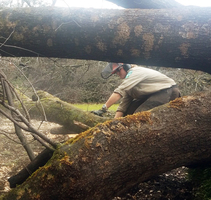 Crews repairing trails after fire and winter storm damage. Photo by Bill Kuntz, BLM.