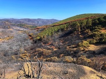 Damage from the Mendocino Complex fire at the South Cow Mountain OHV Management Area. Photo by Ashley Poggio, BLM.
