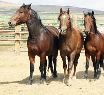 Wild horses for adoption in Nor Cal. Photo by BLM.
