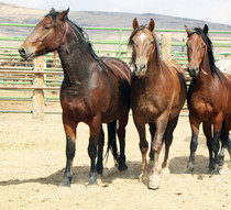 Wild horses for adoption in Nor Cal. Photo by BLM.