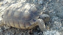 Tortoise in Palm Desert, CA. Photo by Dani Ortiz, BLM.