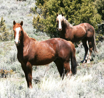 Wild horses at the Twin Peaks Herd Management Area. Photo by BLM.
