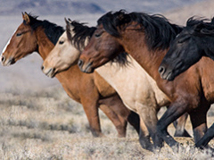 Wild horse on public lands. Photo by BLM. 