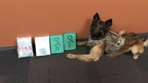 K9 dog with confiscated drugs. Photo by DOI.