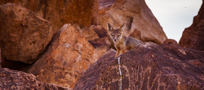 Fox in Volcanic Tablelands. Photo by Jesse Pluim,  BLM.