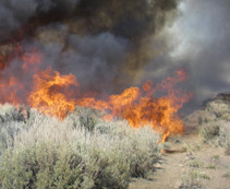 Brush fire. Photo by BLM.