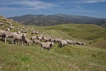 Sheep grazing at Fort Ord. Photo by BLM.