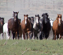 Wild horses on public lands. Photo by BLM.