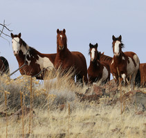 Wild horses on public lands. Photo by BLM. 2