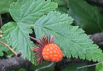 Rubus spectabilis fruit.