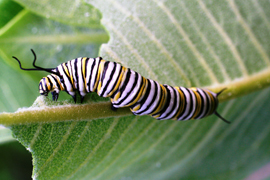 Monarch larva (ptoto: Rick Hansen/USFWS)