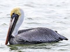 A pelican on water.