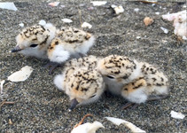  Snowy plovers chicks on at Humboldt Bay South Spit