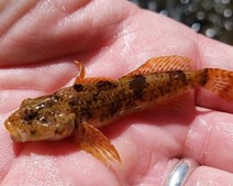 A photo of a Paiute sculpin in a hand.