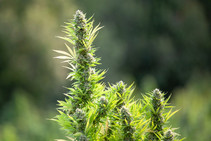 Mendocino County cannabis. (Chris Pugh — Ukiah Daily Journal)