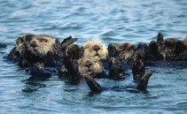 Otters floating in water.