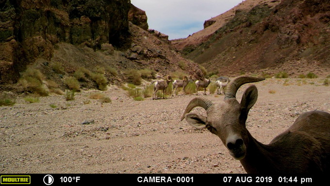bighorn sheep, Mojave Trails National Monument