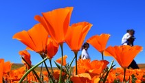 Orange poppy flowers set against a bright blue sky.