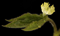 Goldenseal flower