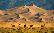 great sand dune and elk