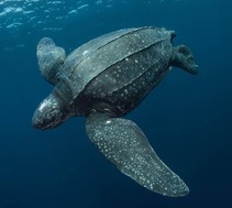 Pacific leatherback sea turtle (Dermochelys coriacea)