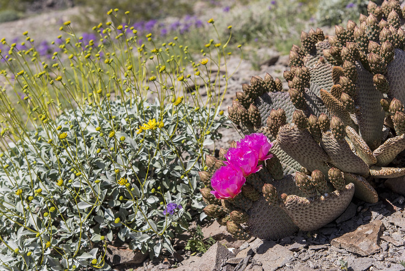 Wild flowers and cactus in bloom.