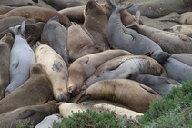 Young elephant seals lying on a beach