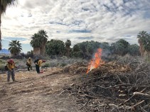 Fire fighters burning brush in an area with palm trees.