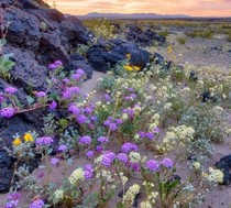 Wild flowers in a desert landscape.