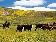 Cattle grazing in a field of wildflowers. 