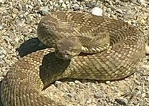 A rattle snake. 