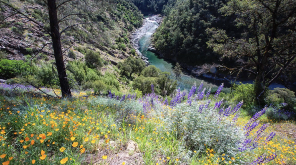 The North Fork of the American River in northern California.