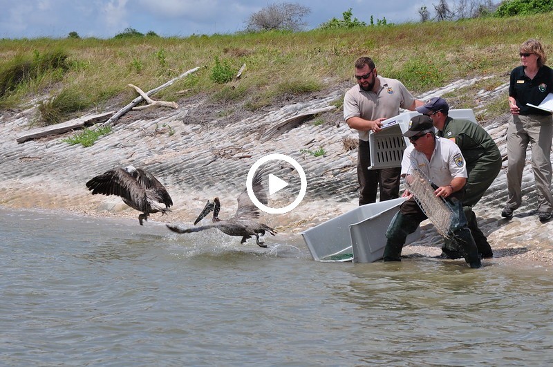 USFWS Pelican Release in the Gulf of Mexico