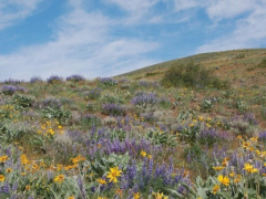 A filed with wildflowers.