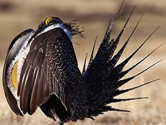 Greater Sage grouse.