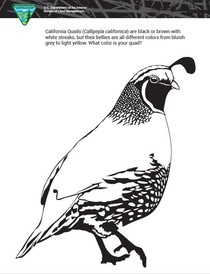 A black and white drawing of a California quail for coloring. 
